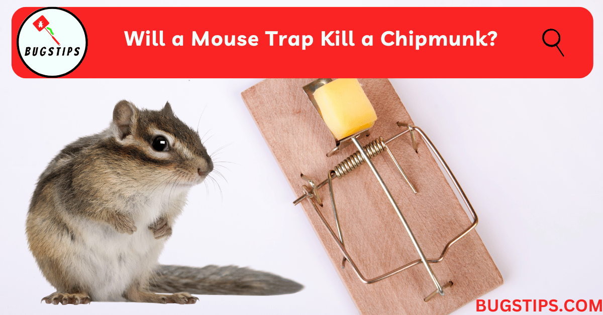 Will a Mouse Trap Kill a Chipmunk?