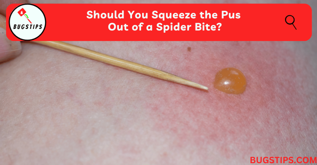 should you squeeze the pus out of a spider bite