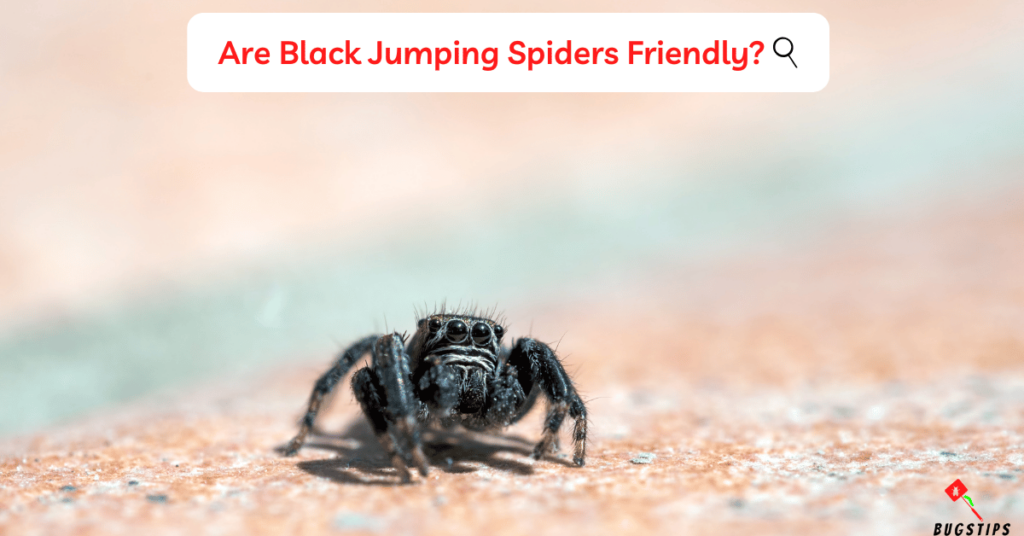 Are Black Jumping Spiders Friendly?