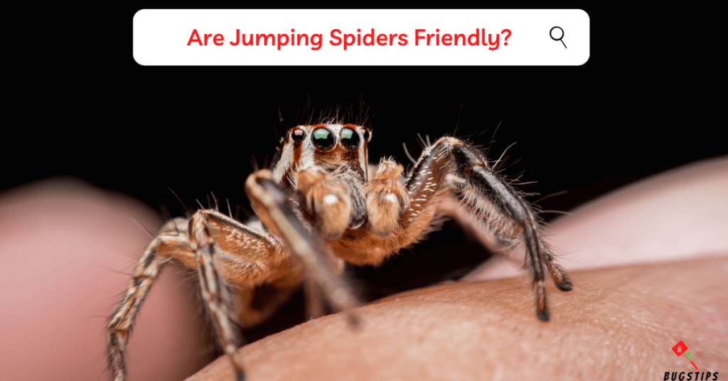 Are Jumping Spiders Friendly