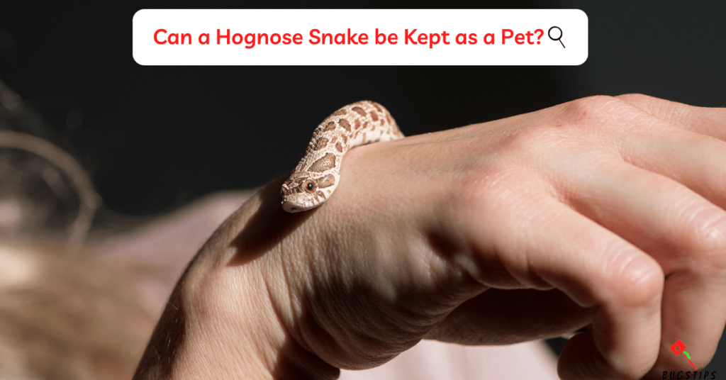 Can a Hognose Snake be Kept as a Pet?