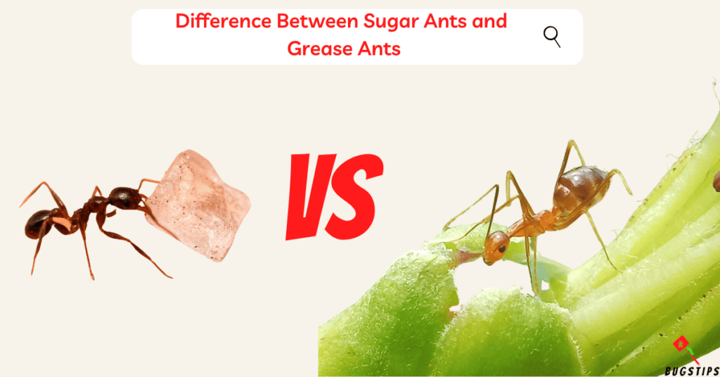 Difference Between Sugar Ants and Grease Ants
