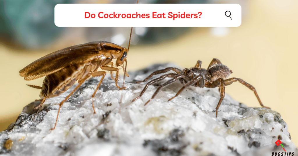 Do Cockroaches Eat Spiders?
