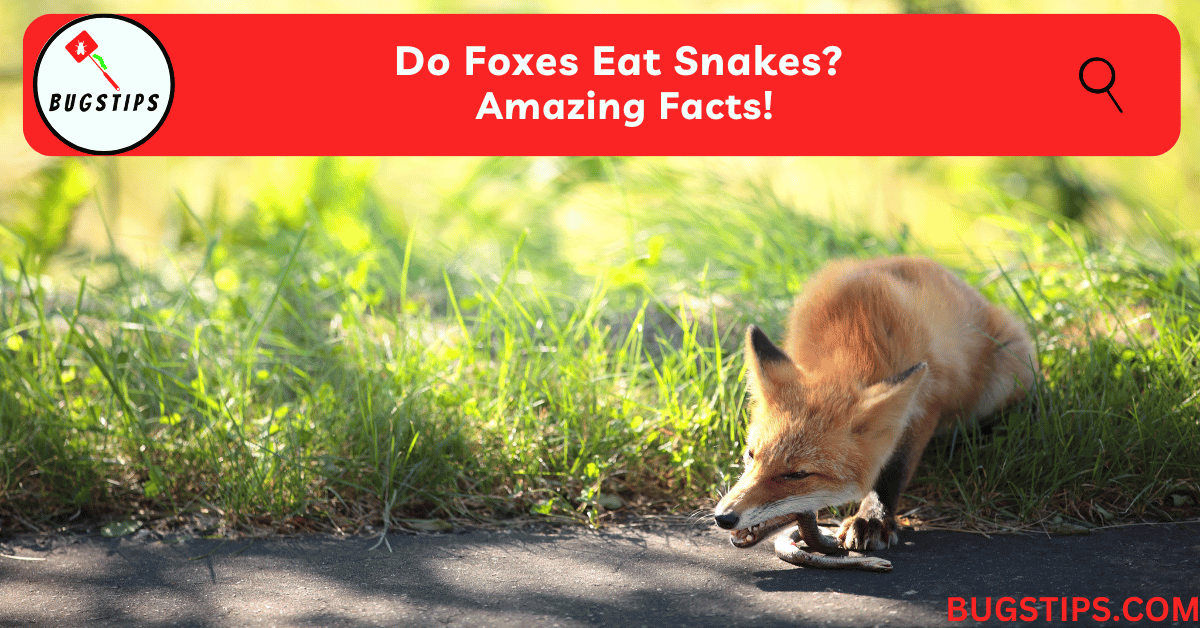 Do Foxes Eat Snakes?