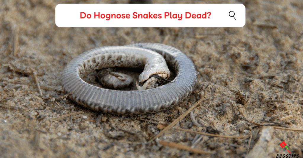 hognose snake playing dead