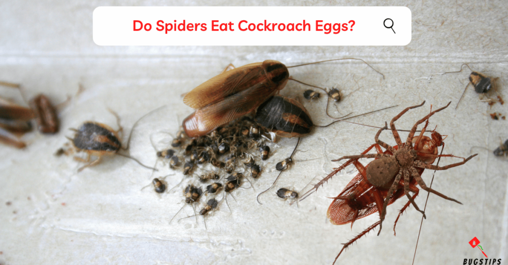 Do Spiders Eat Cockroach Eggs?