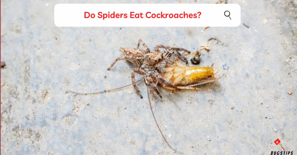 Do Spiders Eat Cockroaches?
