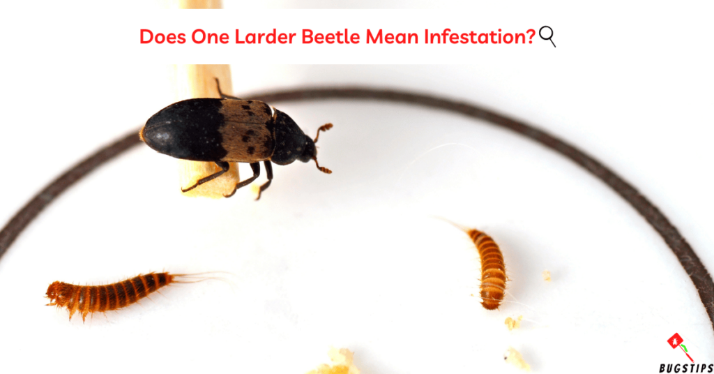 Larder Beetles In Bedroom
