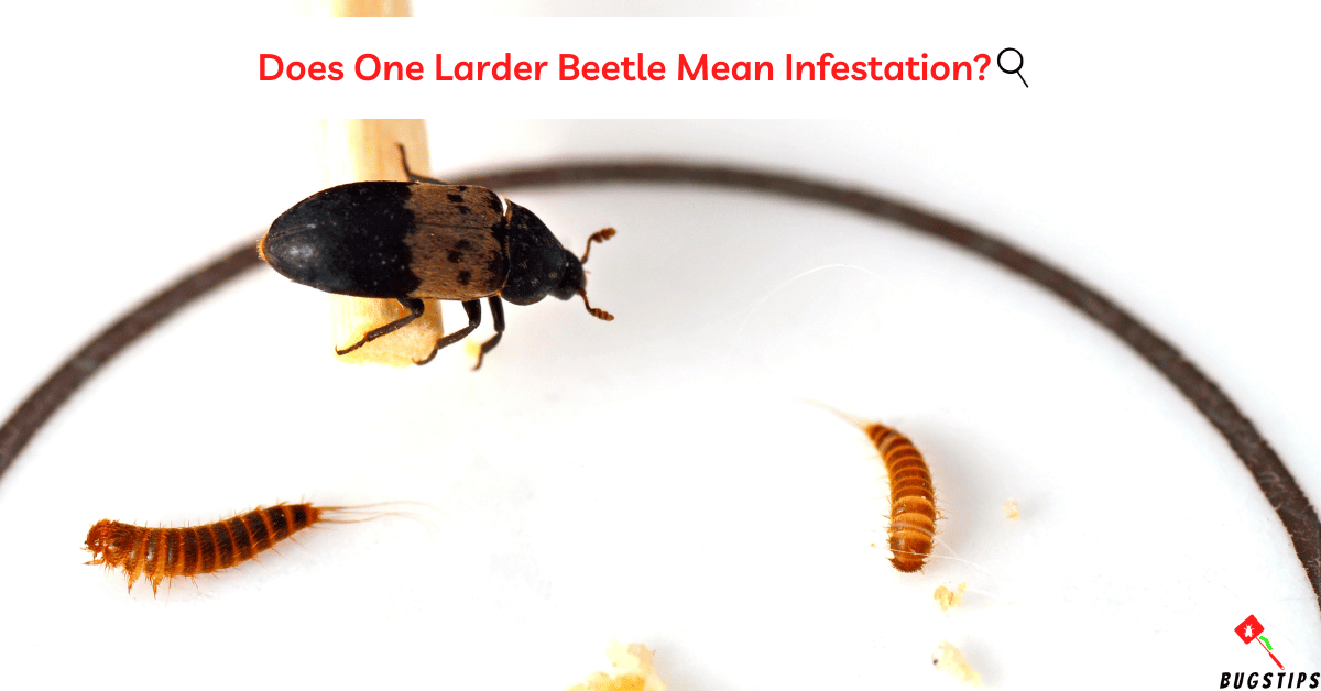 How to Destroy Larder Beetles In Bedroom BugsTips