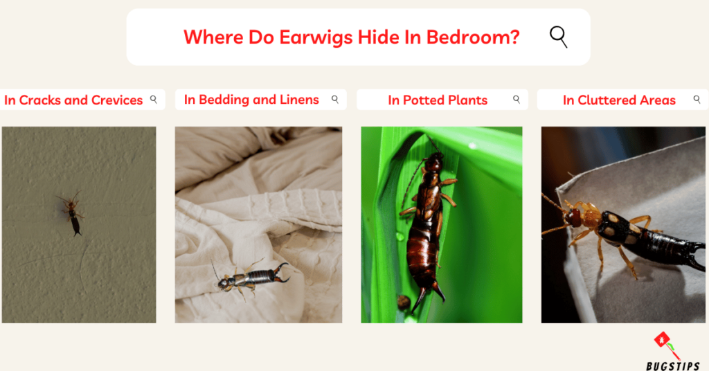 Earwigs in bed