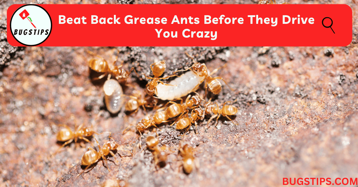 Grease Ants