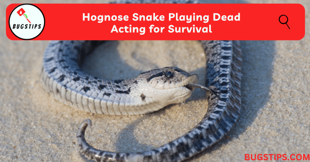 Hognose Snake Playing Dead
