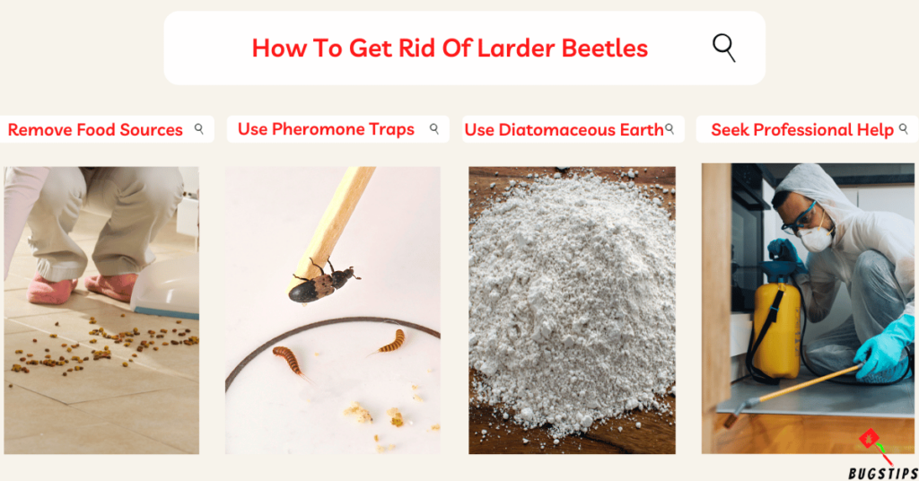How To Get Rid Of Larder Beetles
