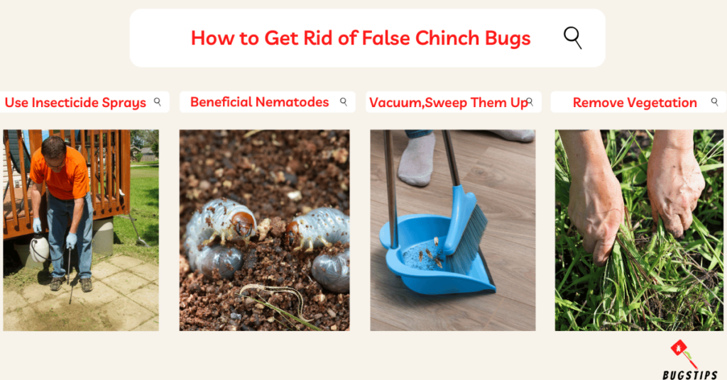 How to Get Rid of False Chinch Bugs