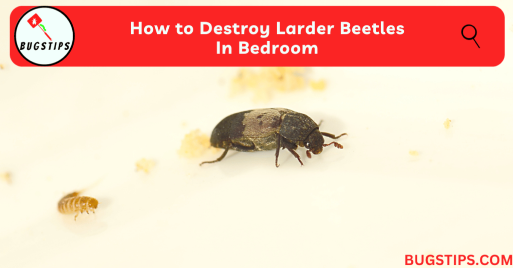 How to Destroy Larder Beetles In Bedroom