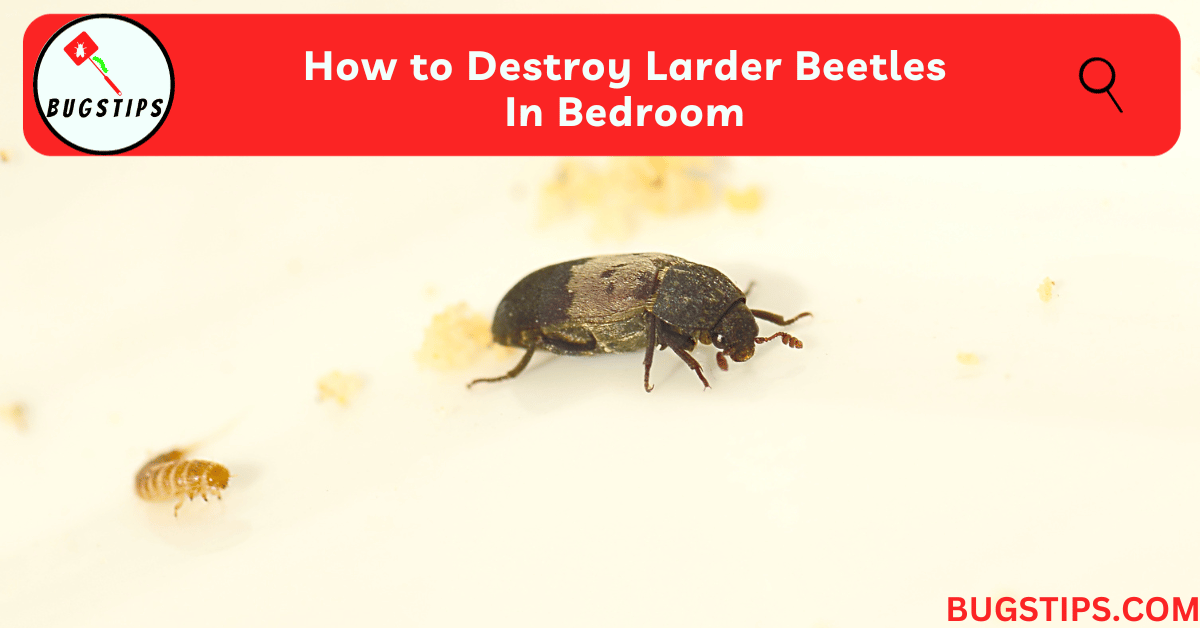 Larder Beetles In Bedroom