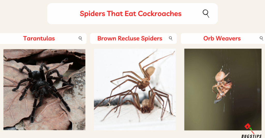 Do spiders eat cockroaches
