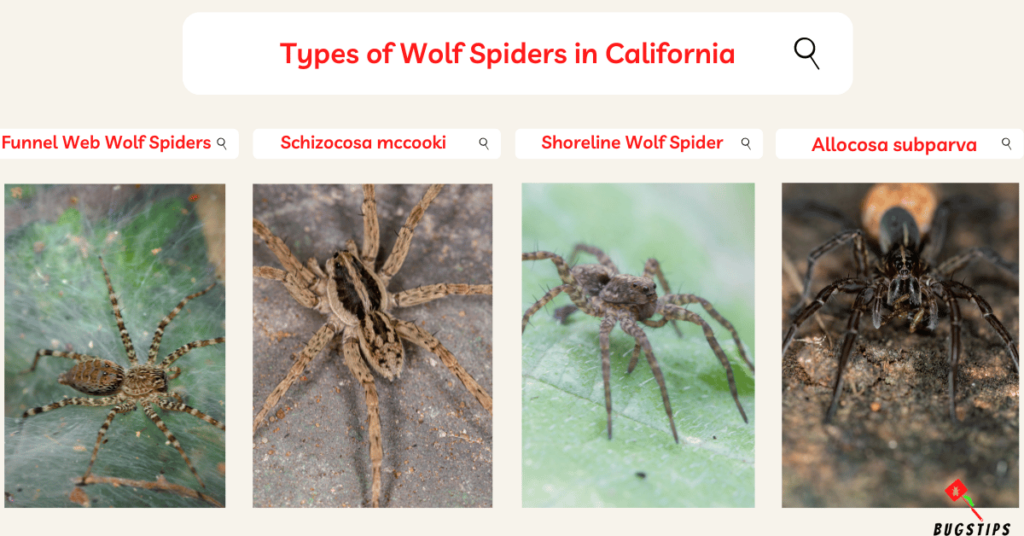 Types of Wolf Spiders in California