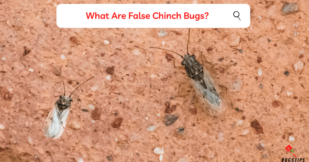 What Are False Chinch Bugs?