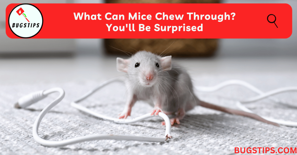 What Can Mice Chew Through