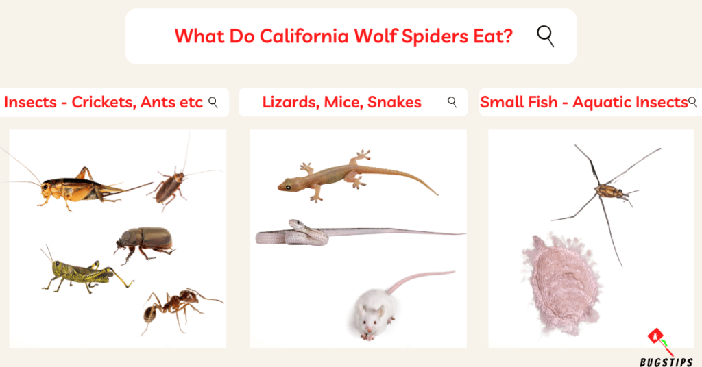 What Do California Wolf Spiders Eat?