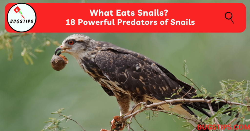 What Eats Snails?