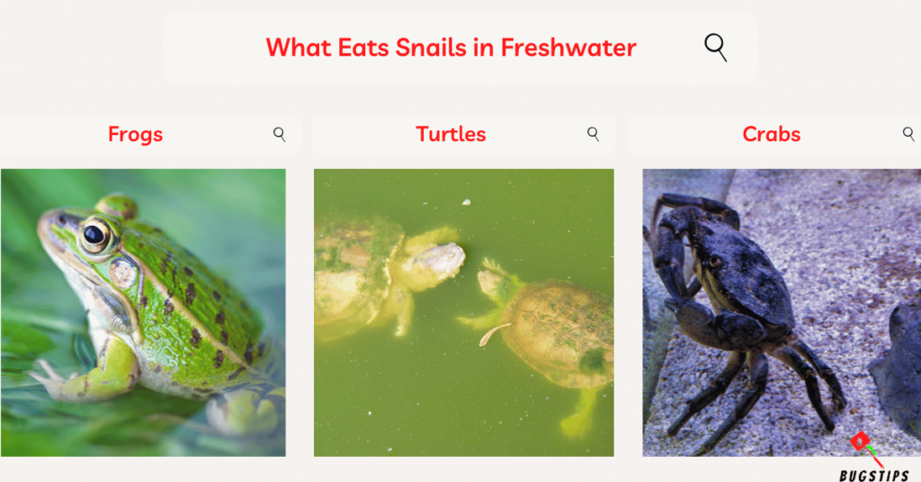 What Eats Snails in Freshwater