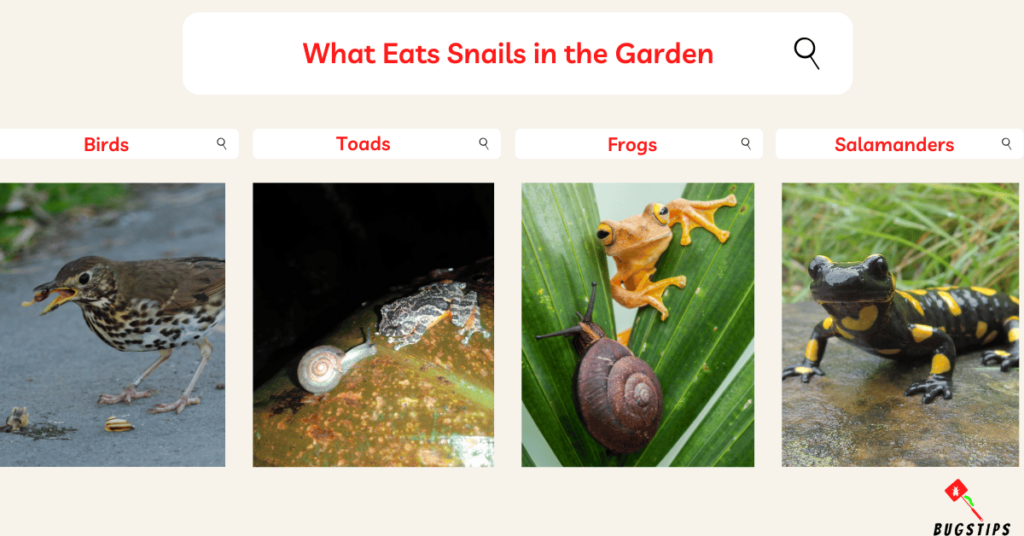 What Eats Snails in the Garden