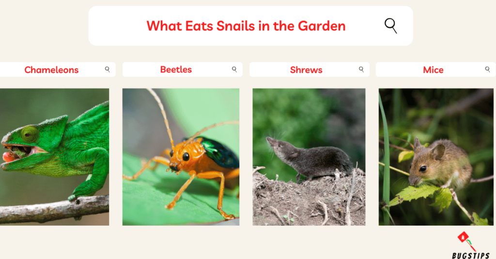 What Eats Snails in the Garden