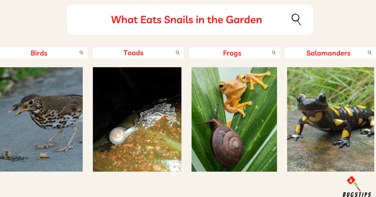 What Eats Snails? 18 Powerful Predators of Snails BugsTips