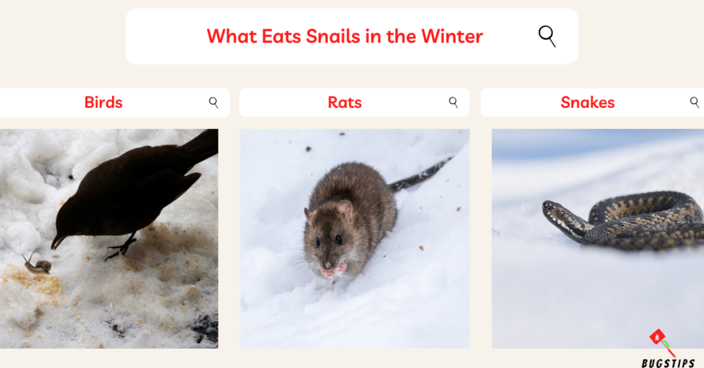 What Eats Snails in the Winter