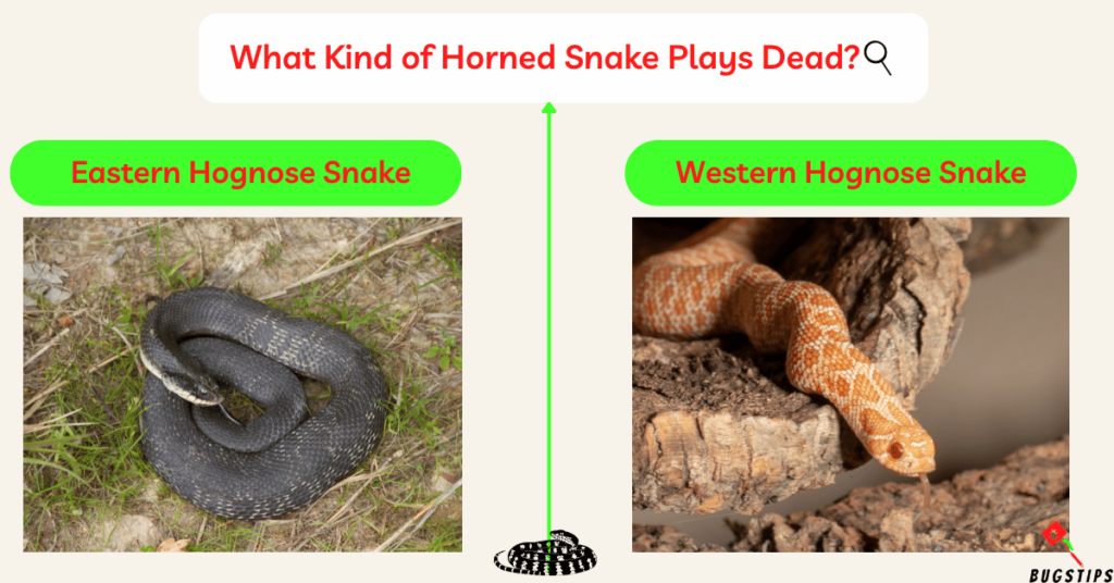 hognose snake playing dead