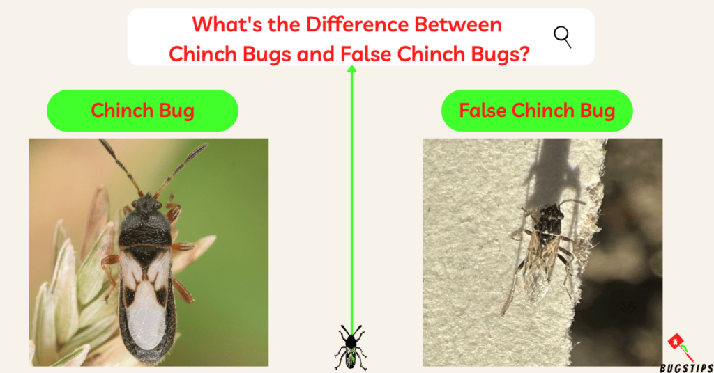 What's the Difference Between Chinch Bugs and False Chinch Bugs?