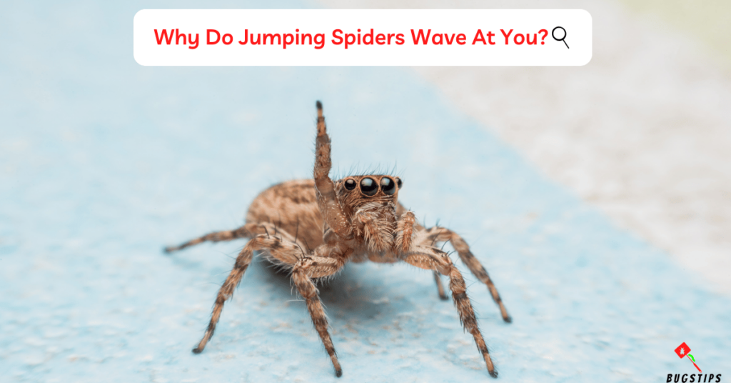 Why Do Jumping Spiders Wave At You?