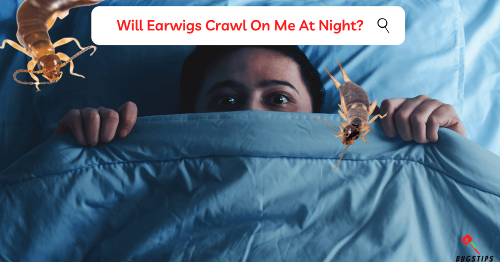 Will Earwigs Crawl On Me At Night?