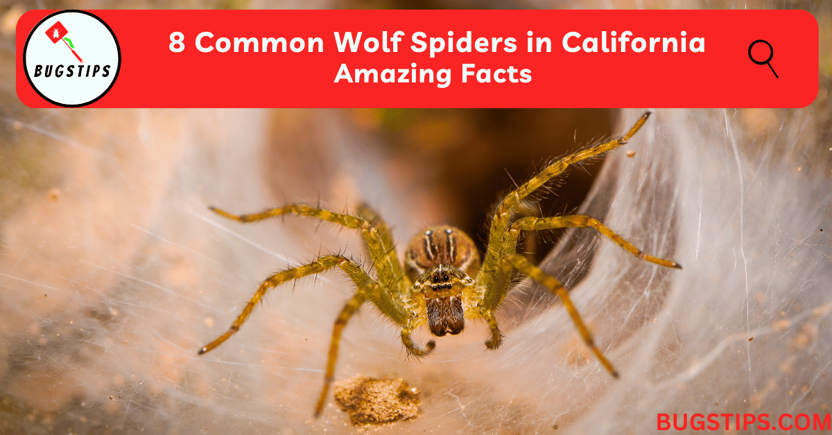 Wolf Spiders in California