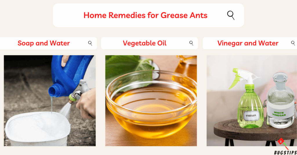 how to get rid of grease ants	
