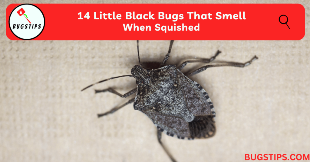 little black bugs that smell when squished