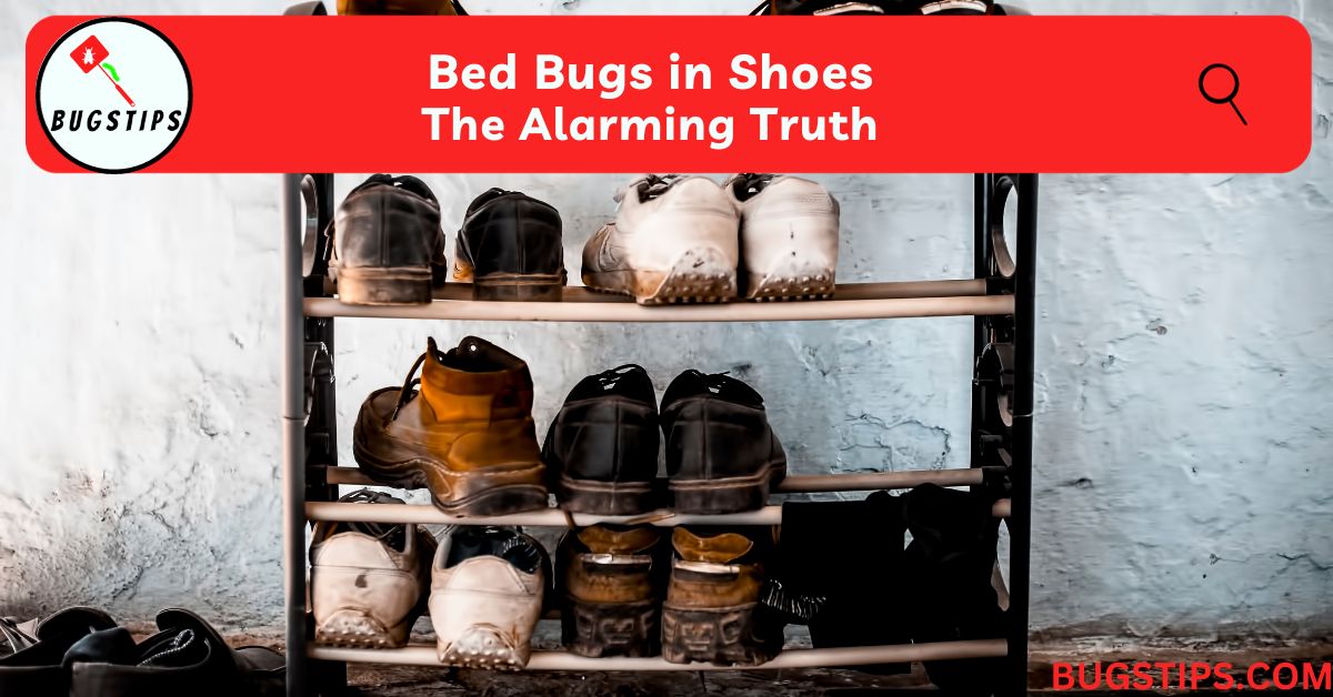 Bed Bugs in Shoes | The Alarming Truth