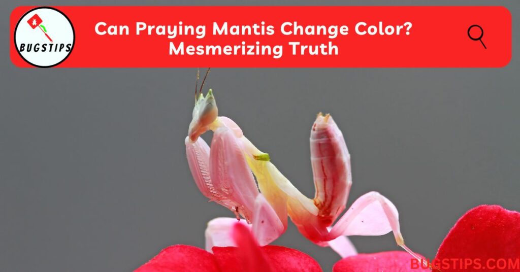 Can Praying Mantis Change Color