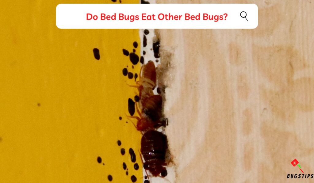 Do bed bugs eat other bed bugs