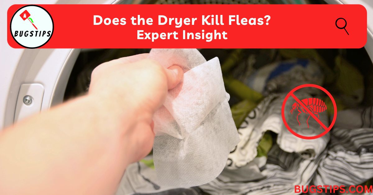 Does the Dryer Kill Fleas