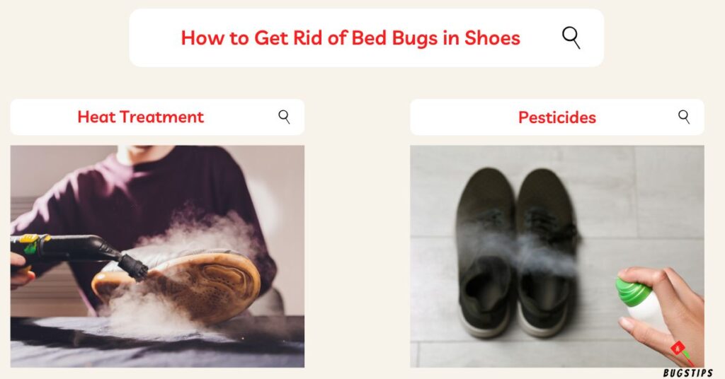 How to Get Rid of Bed Bugs in Shoes