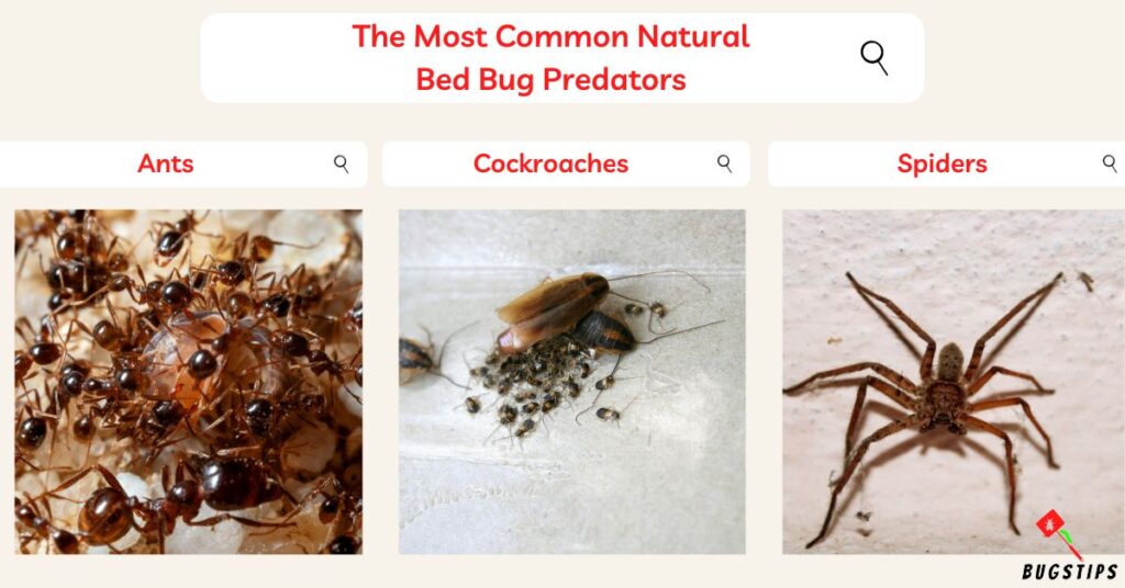The Most Common Natural Bed Bug Predators