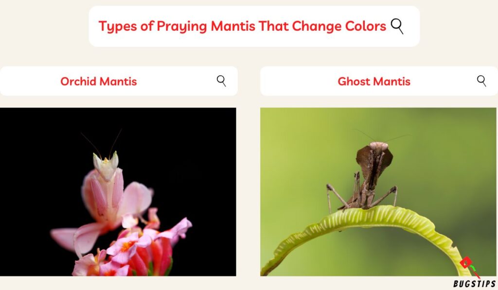 praying mantis color change