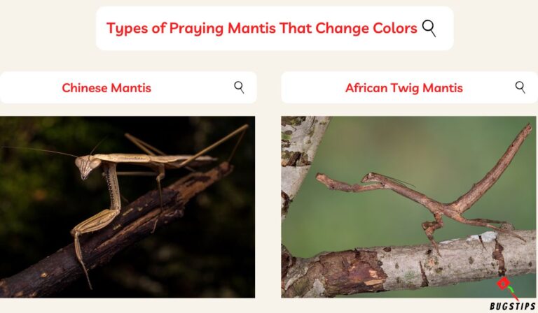 Can Praying Mantis Change Color? Mesmerizing Truth - BugsTips