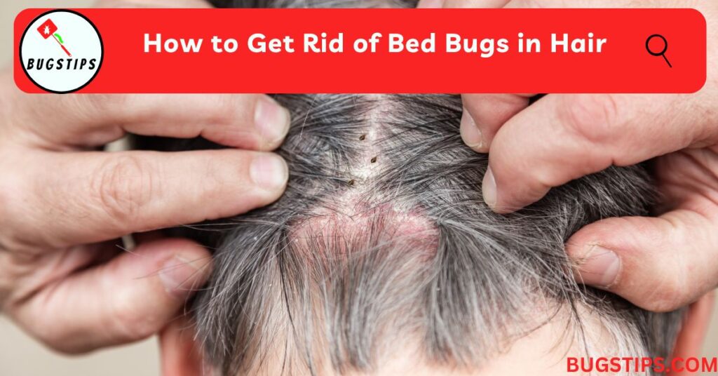 How to Get Rid of Bed Bugs in Hair: Effective Methods and Prevention Tips